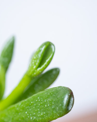 Baby Crassula ovata 'Coral', Detailaufnahme der dicken Blätter.