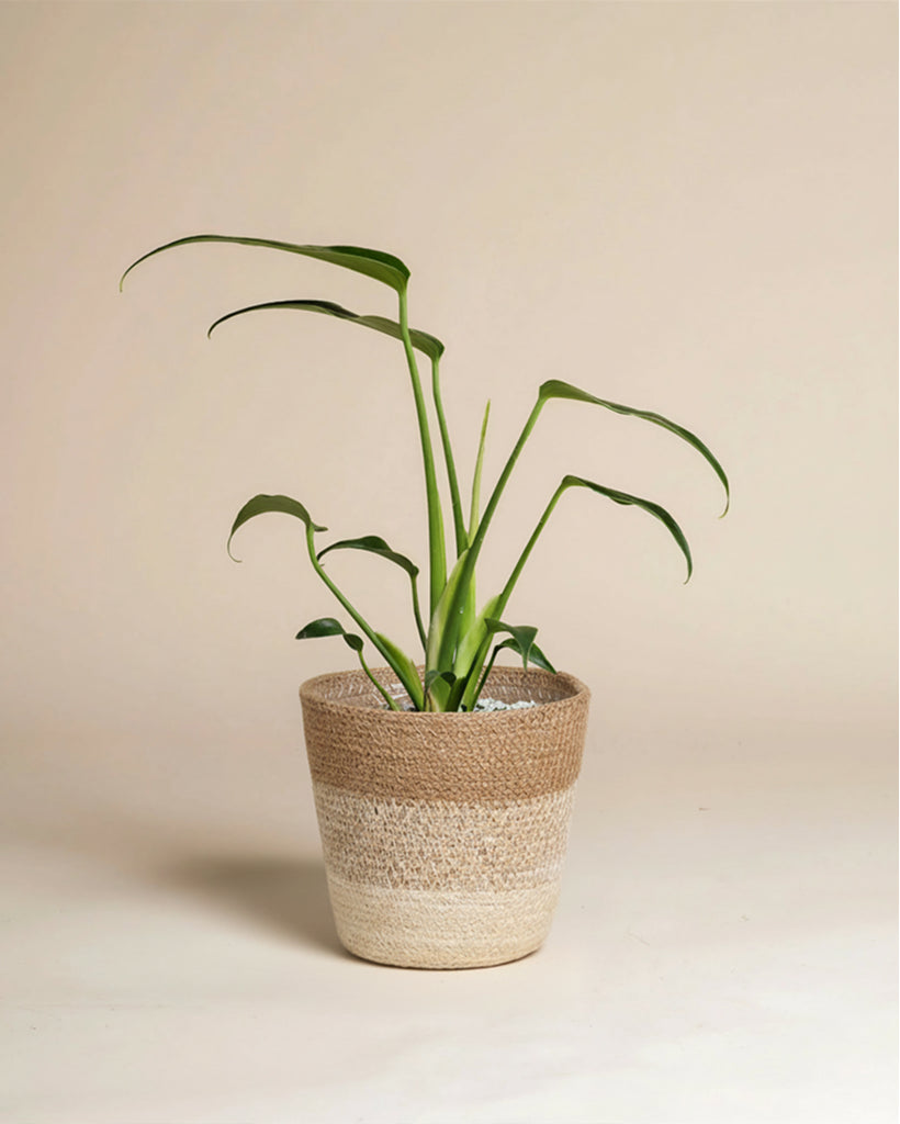 Eine Monstera 'Burle Marx Flame' - feey mit langen, schlanken grünen Blättern sitzt in einem geflochtenen, beige-weißen korbähnlichen Topf vor einem schlichten, hellen Hintergrund.