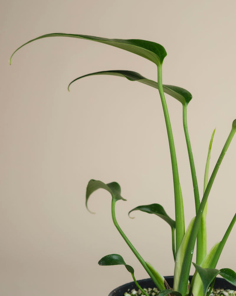 Eine Nahaufnahme der Monstera 'Burle Marx Flame' - feey zeigt die langen, schlanken Stängel und die gebogenen, spitzen grünen Blätter vor einem schlichten hellbeigen Hintergrund.