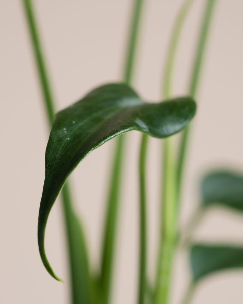 Eine Nahaufnahme eines einzelnen grünen Monstera 'Burle Marx Flame' - Blattes mit gebogener Spitze, vor einem zartbeigen Hintergrund, mit verschwommenen grünen Stängeln und weiteren Blättern in der Ferne.