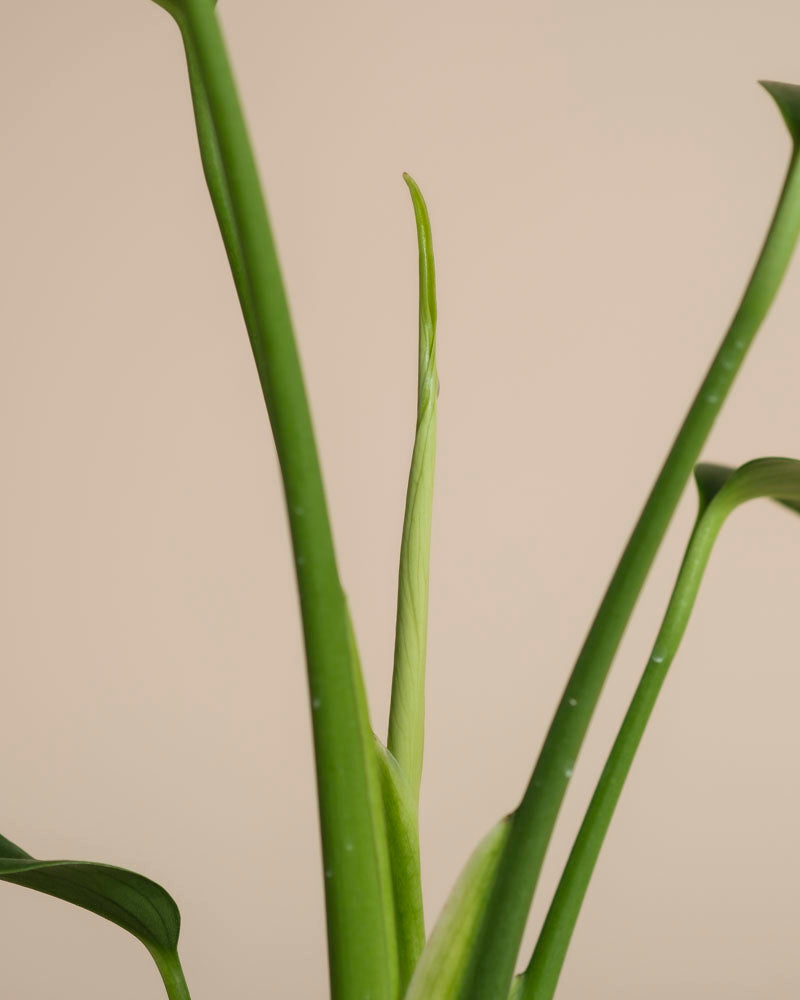Eine Nahaufnahme von Monstera 'Burle Marx Flame' - feey zeigt die schlanken, grünen Blätter vor einem beigen Hintergrund. Ein Blatt in der Mitte ist eng eingerollt und deutet auf frisches Wachstum hin.