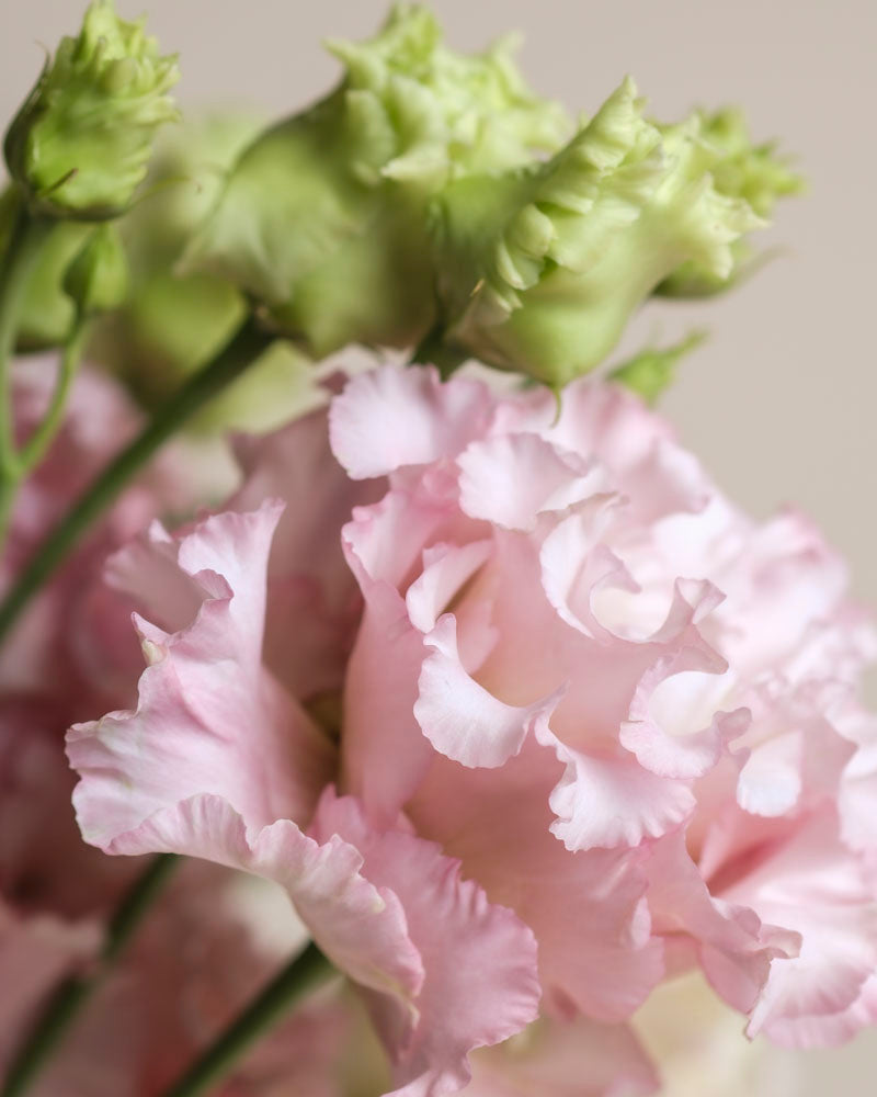 Nahaufnahme von Ballerina-Lisianthusblüten mit zartrosa, gekräuselten Blütenblättern und hellgrünen Knospen vor einem neutralen Hintergrund, der ihre zarte Textur und sanften Pastelltöne zur Geltung bringt.