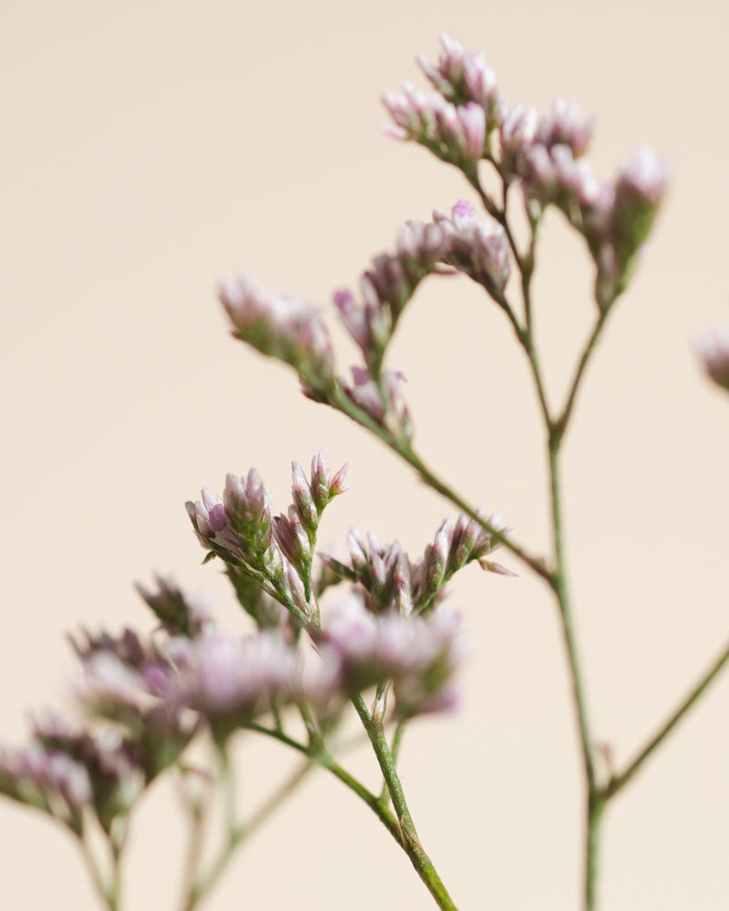 Nahaufnahme von zarten, kleinen lilafarbenen Blumen mit grünen Stängeln vor einem zartbeigen Hintergrund, die das Wesen des Fernwehs einfangen und in einer minimalen Komposition eine frische, luftige Stimmung hervorrufen.