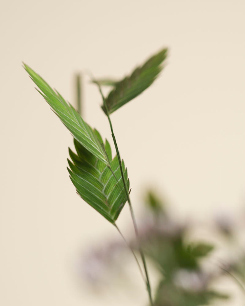 Nahaufnahme von zarten grünen Blättern mit gezackten Rändern an einem dünnen Stiel vor einem weichen beigen Hintergrund. Der Fokus liegt auf dem Blatt im Vordergrund und erinnert an die Frische und Klarheit des Fernwehs, während der Rest sanft verschwommen bleibt.