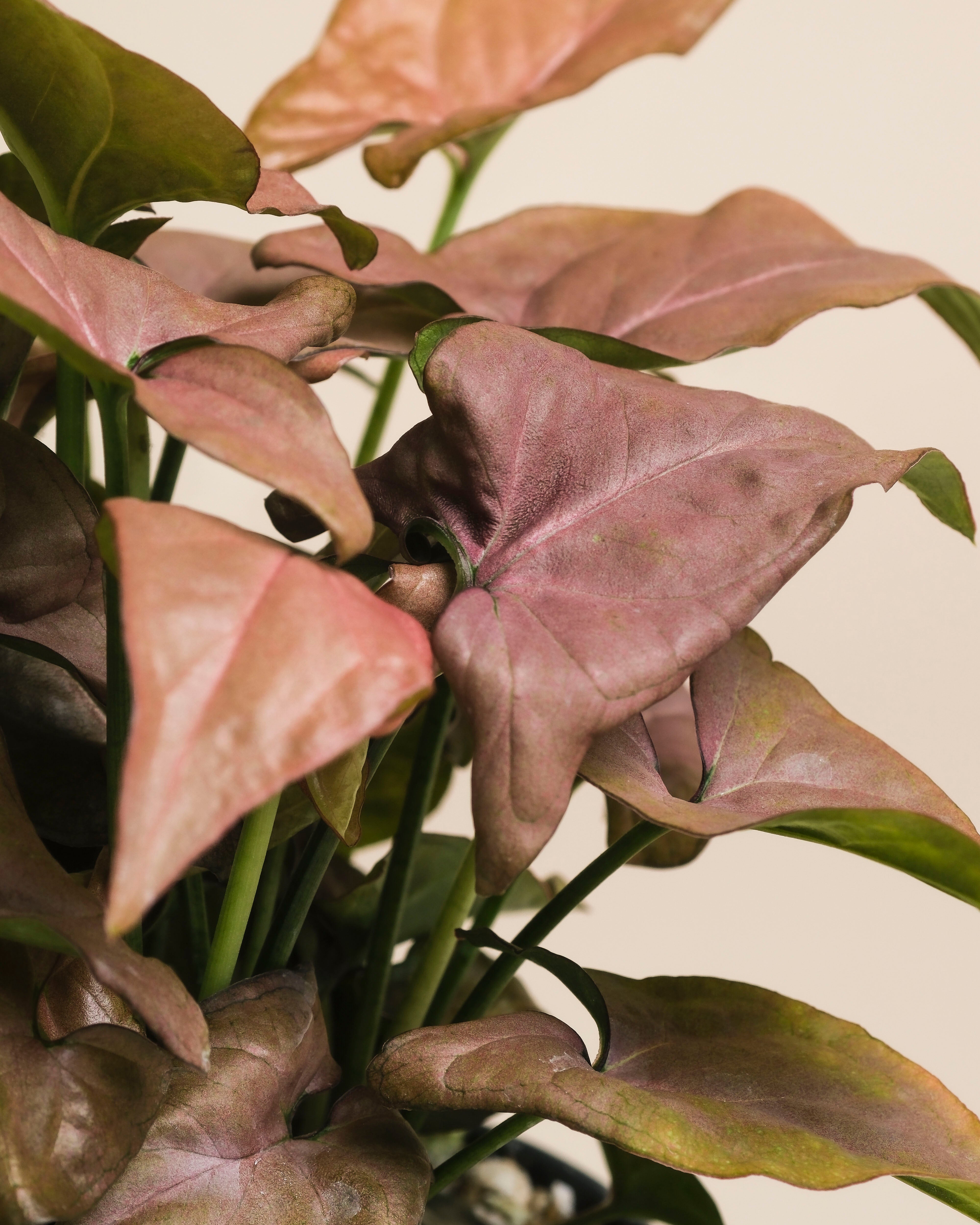 Nahaufnahme einer Syngonium 'Neon' - feey mit pfeilförmigen, staubrosa und grünen, samtigen Blättern vor einem beigen Hintergrund. Das glänzende Laub weist deutliche Adern auf.