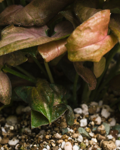 Nahaufnahme von Syngonium 'Neon' - eine Fee mit grünen und rosafarbenen, samtigen Blättern, die in einer mit kleinen weißen Steinen gemischten Erde wächst. Die Beleuchtung hebt die Blattstrukturen und -farben neben der detaillierten Erde hervor.