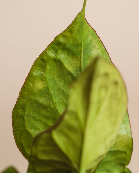 Eine Nahaufnahme von zwei sich überlappenden Syngonium 'Neon' - feige Blätter mit sichtbaren Adern und leicht braunen Rändern, vor einem einfarbig beigen Hintergrund.