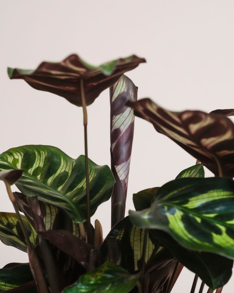 Eine Nahaufnahme der Kleinen Calathea makoyana - feey zeigt dunkel- und hellgrüne Blätter mit violetten Mustern, darunter ein fest eingerolltes Blatt in der Mitte, alles vor einem schlichten hellen Hintergrund.