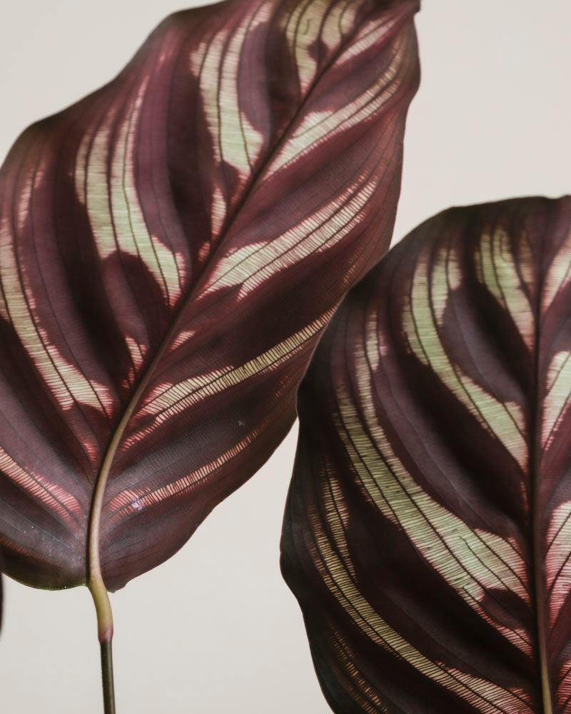 Zwei kleine kastanienbraune Blätter der Kleinen Calathea makoyana - feey, einer auffälligen Zimmerpflanze, zeigen hellgrüne Streifen und markante Adern. Das glänzende Laub zeigt komplizierte, symmetrische Muster vor einem schlichten, hellen Hintergrund.