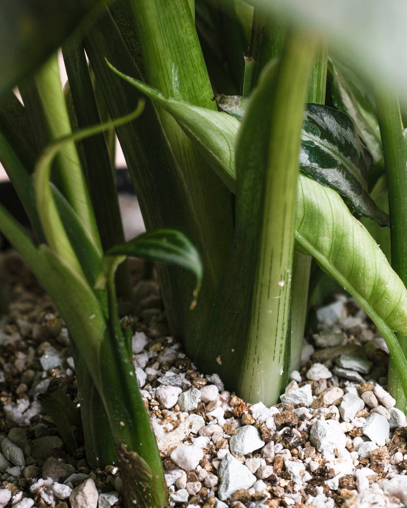 Nahaufnahme der Basis der Kleinen Calathea makoyana - feey, einer beliebten Zimmerpflanze, mit gesunden Stängeln, die aus dem mit kleinen weißen Steinen und Kieseln gemischten Boden herauswachsen.