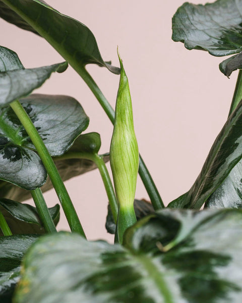 Eine Nahaufnahme von Schismatoglottis 'Silver Indukan' - mit ihren großen, glänzenden Blättern und einer einzelnen ungeöffneten Knospe in der Mitte vor einem neutralen, hellrosa Hintergrund.