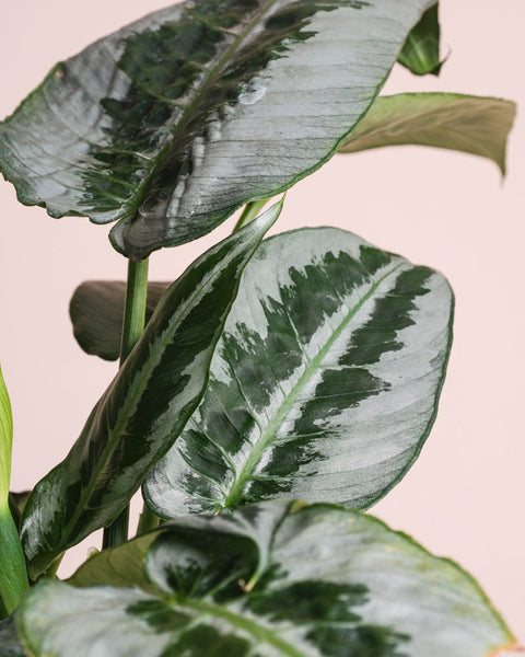 Eine Nahaufnahme der großen grünen Blätter mit dunklen und hellen Mustern der Schismatoglottis 'Silver Indukan' - feey, einer tropischen Zimmerpflanze, vor einem schlichten hellen Hintergrund.