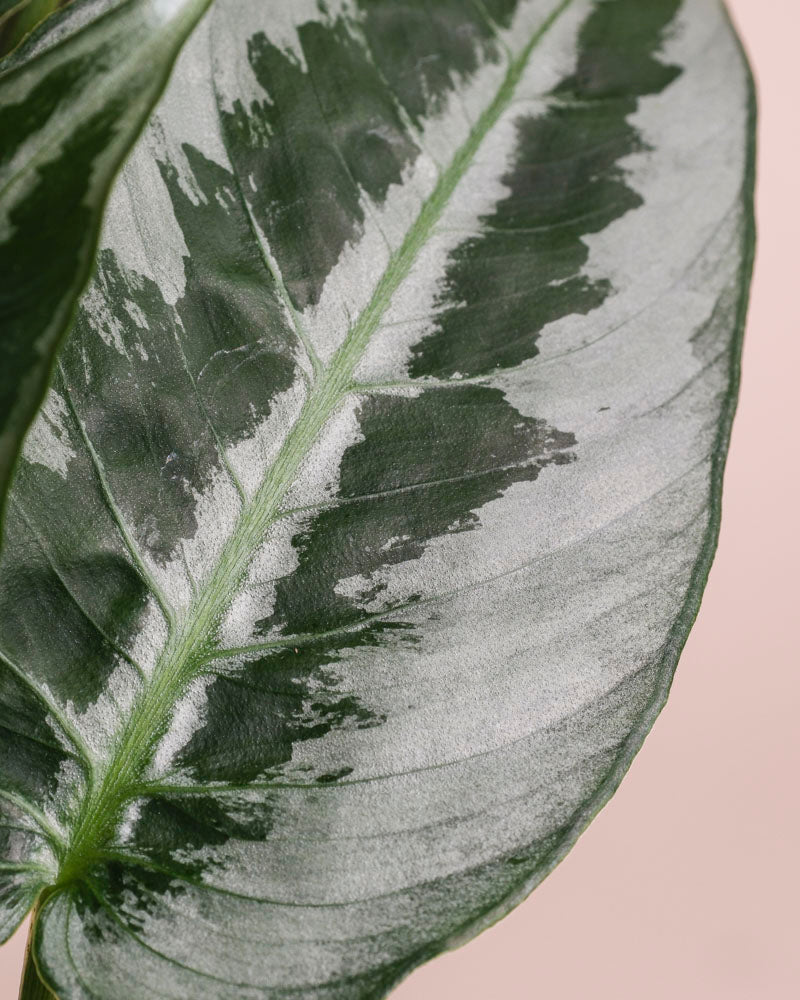 Eine Nahaufnahme von Schismatoglottis 'Silver Indukan' - feey, die ihr silbrig-weißes, panaschiertes Blatt und die kräftige Mittelader auf einem beigen Hintergrund zeigt - eine elegante tropische Zimmerpflanze.