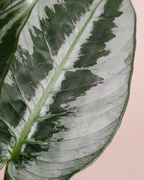 Eine Nahaufnahme von Schismatoglottis 'Silver Indukan' - feey, die ihr silbrig-weißes, panaschiertes Blatt und die kräftige Mittelader auf einem beigen Hintergrund zeigt - eine elegante tropische Zimmerpflanze.