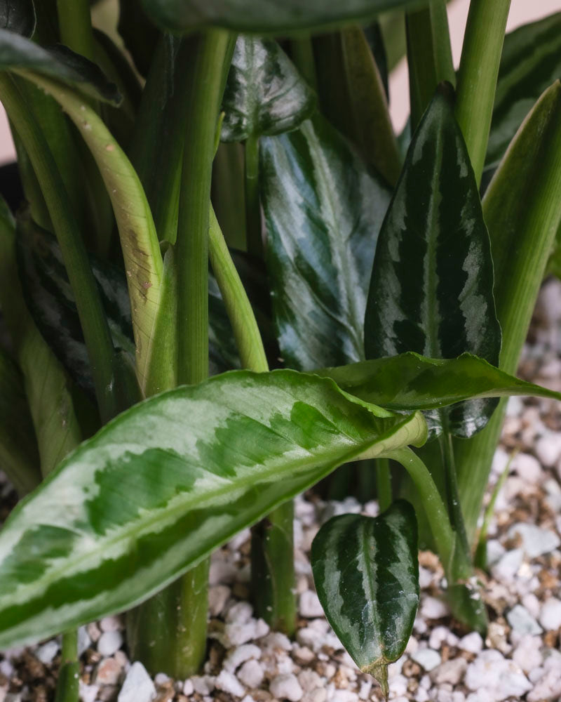 Nahaufnahme von Schismatoglottis 'Silver Indukan' - feey, einer tropischen Zimmerpflanze mit grünen Stängeln und bunten dunkel- und hellgrünen Blättern, die in einer mit kleinen weißen Kieselsteinen oder Perlite gemischten Erde wächst.