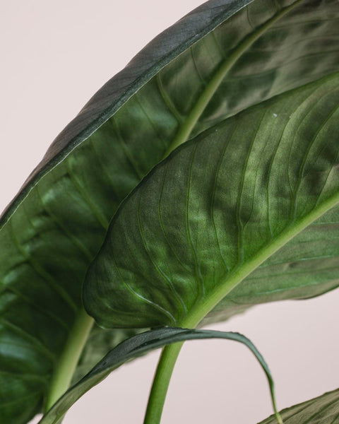 Nahaufnahme der üppigen, sich überlappenden grünen Blätter von Schismatoglottis 'Silver Indukan' - mit kräftigen Adern und einer glatten Textur auf hellem Hintergrund - eine auffällige tropische Zimmerpflanze.