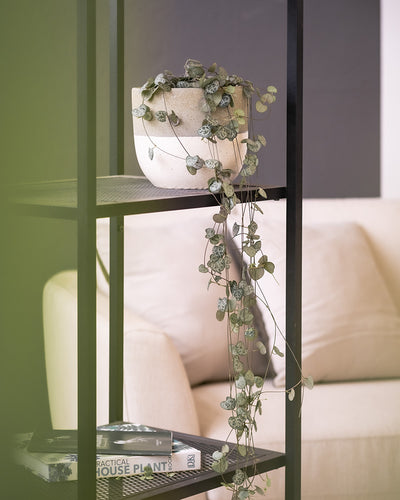 Eine Leuchterpflanze (auch Ceropegia woodii, Leuchterblume, Rosenwein, String of Hearts, Rosary Vine, Sweetheart Vine oder Chaîne des cœurs genannt) in einem Regal in einem möblierten Wohnzimmer