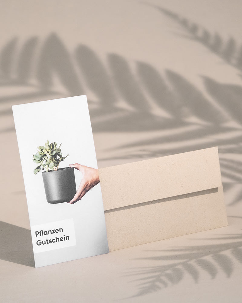 Gutscheinumschlag ohne Schleife und Gutschein mit Geldbaum-Motiv