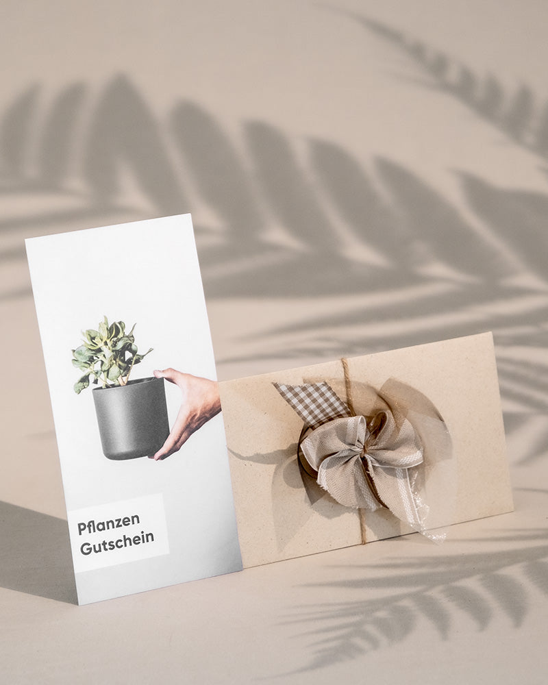 Gutscheinumschlag mit brauner Schleife und Gutschein mit Geldbaum-Motiv