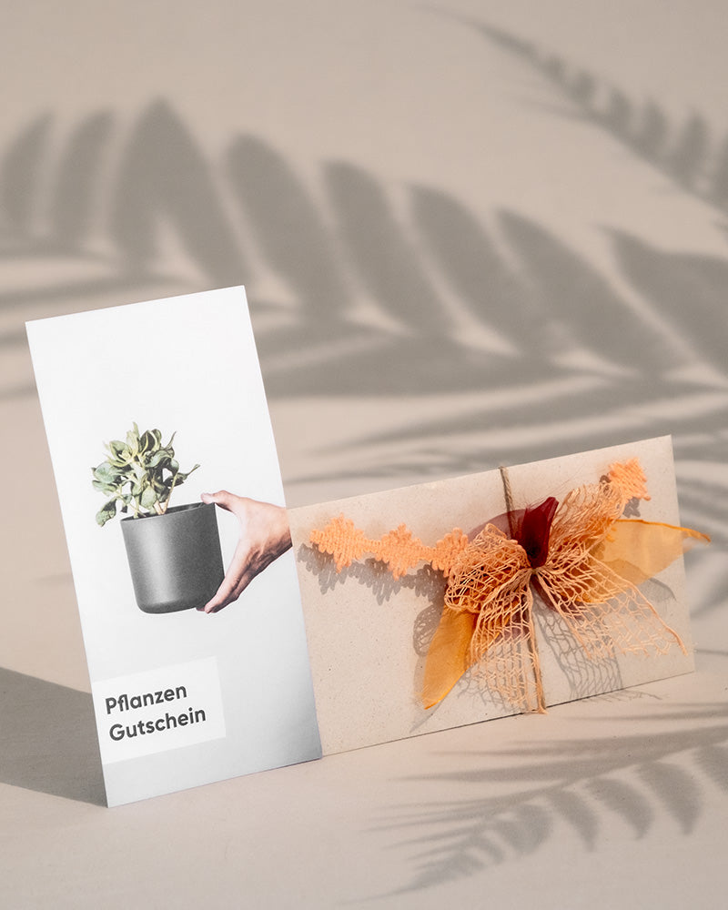 Gutscheinumschlag mit orangener Schleife und Gutschein mit Geldbaum-Motiv