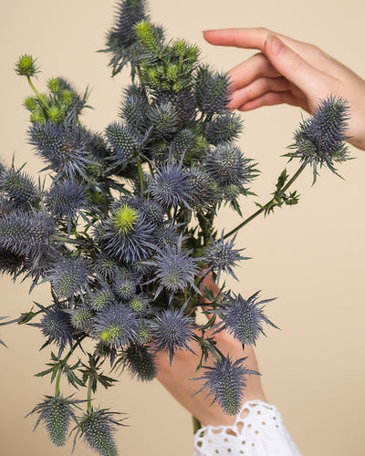 Die Hände halten zart einen Strauß Edeldistel, dessen blaue Blüten sich vor einem hellbeigen Hintergrund abzeichnen. Ein weißer Ärmel mit Ösenmuster verleiht der Szene Eleganz.