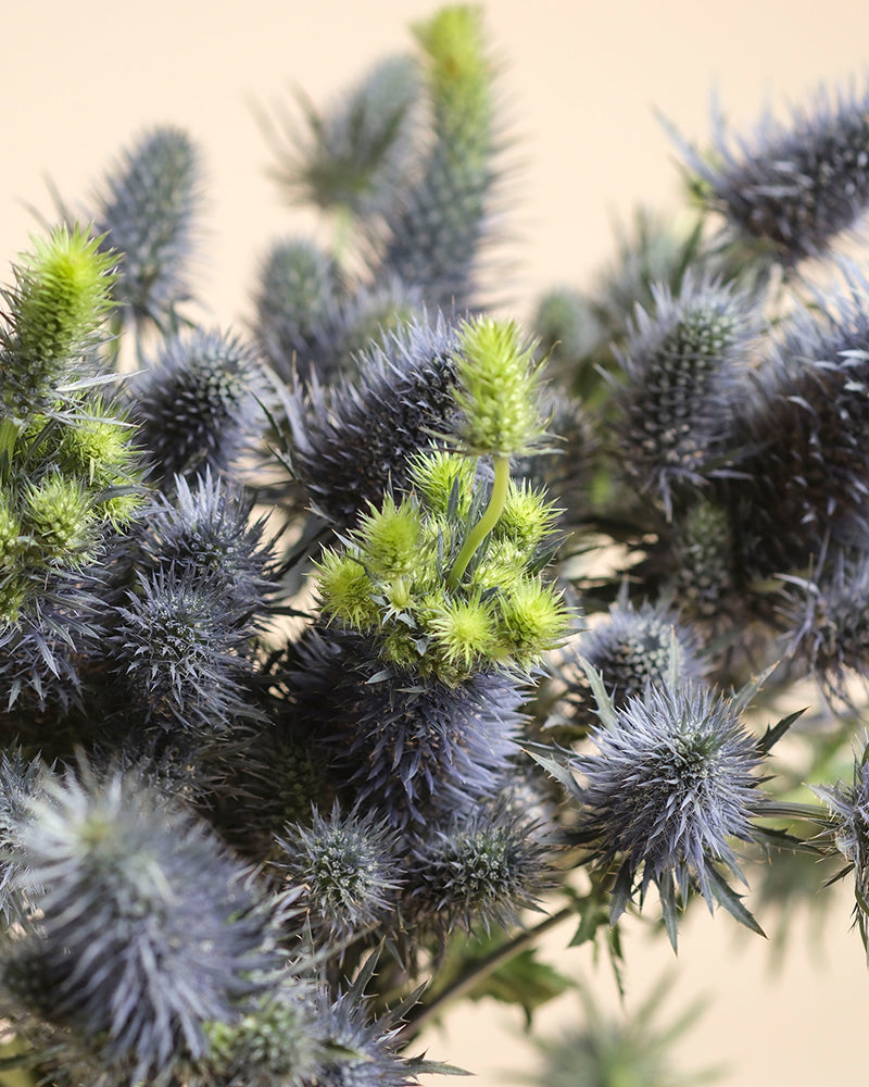 Edeldistel: Stachelige Blüten mit blauen Blütenblättern und grünlich-gelben Spitzen heben sich von einem weichen, neutralen Hintergrund ab und schaffen eine auffällige, strukturierte Darstellung.