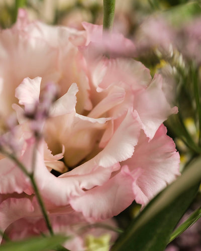 Nahaufnahme von Morgenlicht, einer zartrosa Blüte mit gekräuselten Blütenblättern, umgeben von grünen Blättern und kleinen lila Herbstblumen, die eine sanfte und romantische Atmosphäre für Ihr Zuhause schaffen.
