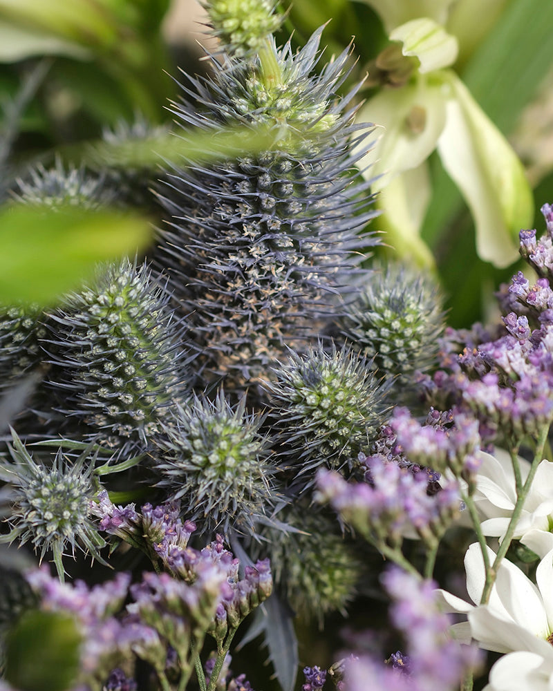 Eine Nahaufnahme der stacheligen blauen Distelblüten im Nebelmeer-Strauß, umgeben von zarten lila und weißen Blüten, mit grünem Laub im Hintergrund.