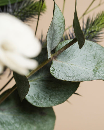 Nahaufnahme des Nebelmeers: Eukalyptusblätter mit sichtbaren Adern und blassgrüner Farbe, zarte Blüten, dazu verschwommene weiße Blütenblätter und Kiefernnadeln im Hintergrund.