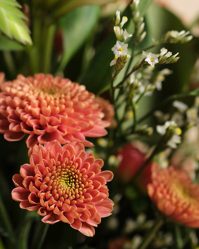Nahaufnahme von zwei orangefarbenen Herbstfreude-Chrysanthemenblüten, die mit ihrer leuchtenden Farbe eine fröhliche Szene zwischen kleinen weißen Blüten und grünem Laub schaffen. Die auffälligen Blüten dominieren dieses lebendige, farbenfrohe Bild.