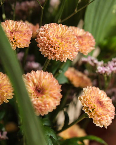 Nahaufnahme der pfirsichfarbenen Chrysanthemenblüten aus dem Strauß Herbstfreude, akzentuiert durch grüne Blätter und lila Blütenbüschel - eine fröhliche Mischung aus warmen Herbstfarben für jedes Arrangement.