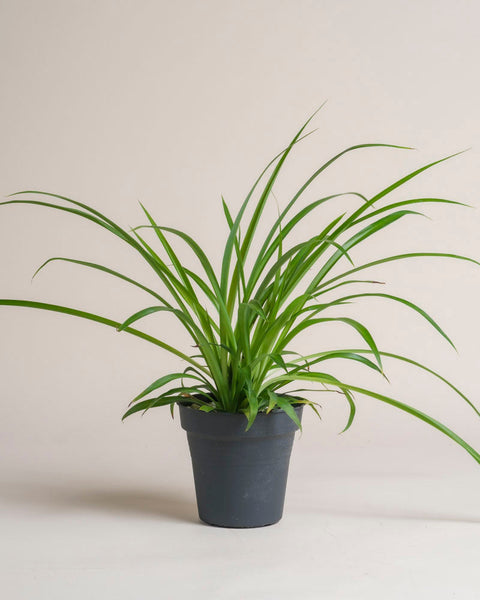 Die Grüne Grünlilie - feey mit langen, geschwungenen Blättern präsentiert sich pflegeleicht im schlichten dunkelgrauen Topf vor hellem Hintergrund - ideal als tierfreundliche Zimmerpflanze.