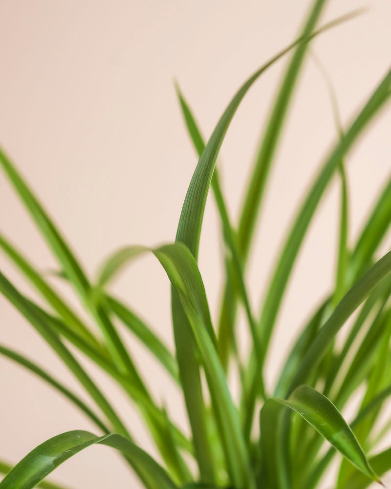 Nahaufnahme der langen, schlanken grünen Blätter des 