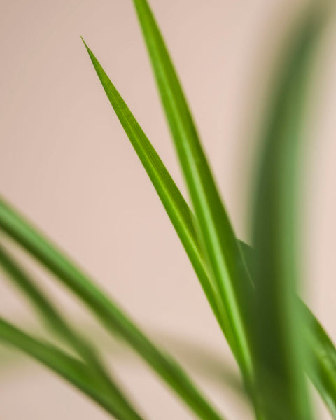 Nahaufnahme von langen, schlanken Blättern mit spitzen Spitzen der Grünen Grünlilie - feey vor einem weichen beigen Hintergrund, der ihre pflegeleichten und tierfreundlichen Eigenschaften hervorhebt.