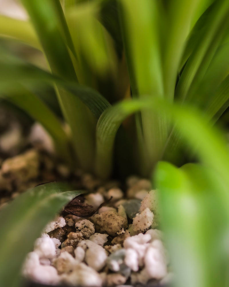 Nahaufnahme von Hellgrünes Duo aus der Schweiz mit leuchtend grünen Blättern, die aus dem Boden mit weißen und braunen Kieselsteinen herauswachsen, wobei die Basis der Zimmerpflanzen sichtbar ist und das Laub im Vordergrund verschwimmt.