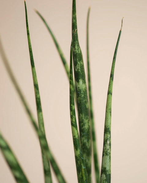 Nahaufnahme der großen, schmalen grünen Blätter mit dunkelgrüner Zeichnung von Sansevieria 'Mikado' - feey, vor einem schlichten hellbeigen Hintergrund.