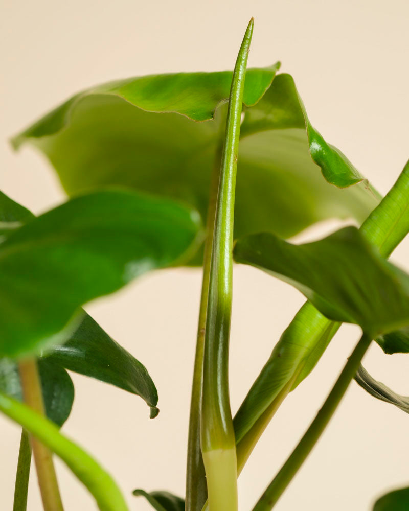 Nahaufnahme eines tropischen Philodendron 'Burle Marx' - mit großen, glänzenden Blättern und einem neuen Blatt, das sich vor einem beigen Hintergrund entfaltet.