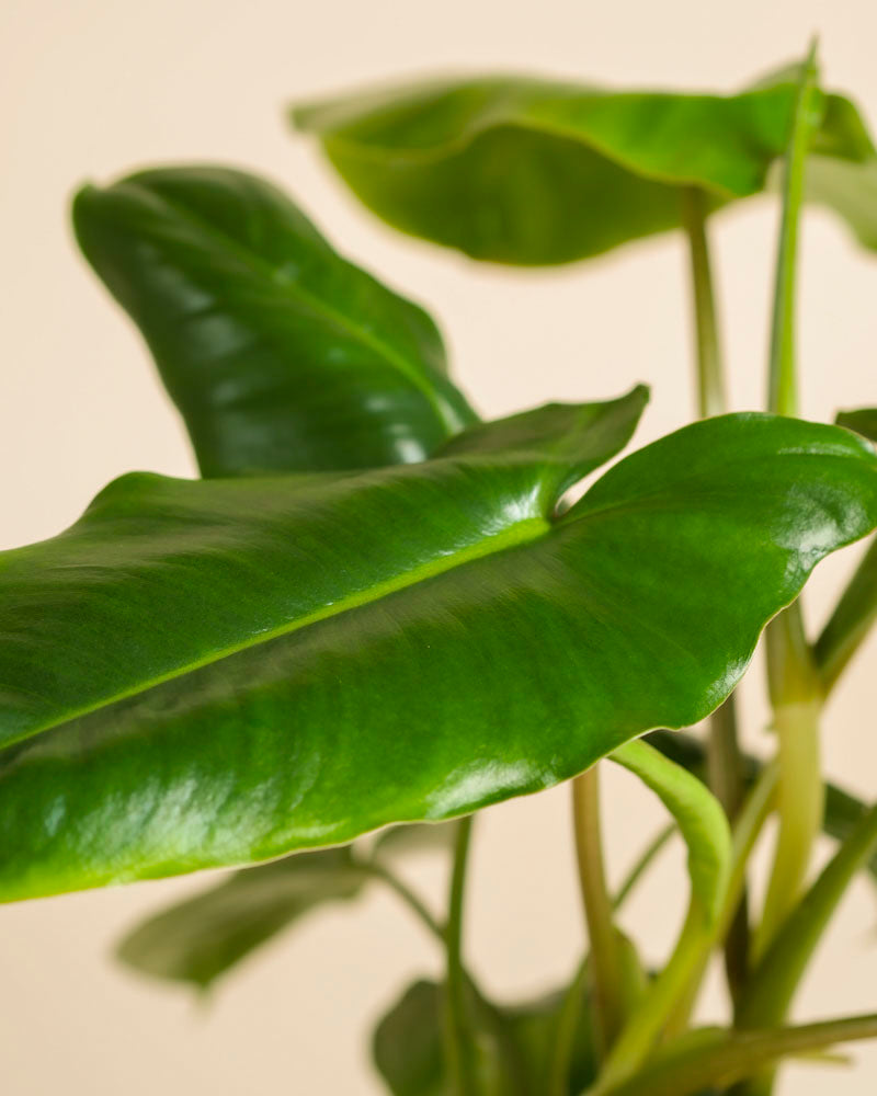 Nahaufnahme eines gesunden, grünen Philodendron 'Burle Marx' - feey, einer beliebten tropischen Pflanze mit großen, glänzenden Blättern, vor einem zartbeigen Hintergrund.