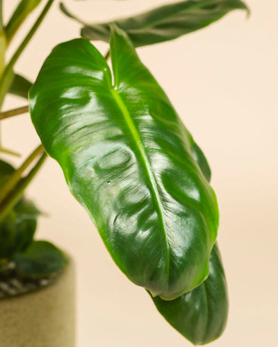 Eine Nahaufnahme eines glänzend grünen Philodendron 'Burle Marx' - Feenblatt mit ausgeprägten Adern, getopft vor einem zartbeigen Hintergrund, der sein lebhaftes tropisches Laub hervorhebt.