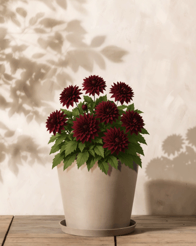 Ein beiger Blumentopf mit Dahlien (dunkelrot) mit tiefroten Blüten und grünen Blättern steht auf einer Holzoberfläche und wirft weiche Schatten auf eine helle Wand.