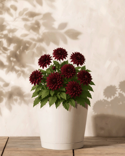 Ein weißer Topf mit Dahlien (dunkelrot) und grünen Blättern steht auf einer Holzoberfläche; sanfte Pflanzenschatten fallen sanft über die helle Wand dahinter.