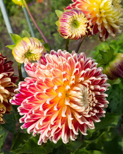 Dahlien (orange-rot)
