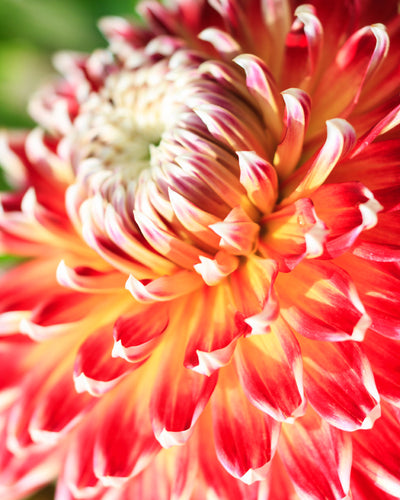 Dahlien (orange-rot)