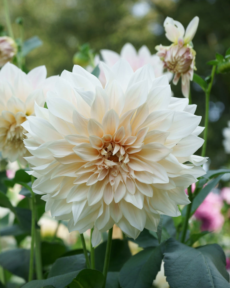 Eine Nahaufnahme einer großen Dahlie (beige) in voller Blüte auf einem sonnigen Balkon. Die Blütenblätter bilden ein sternförmiges Muster, umgeben von grünen Blättern und verschwommenem Gartenlaub.