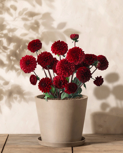 Ein beiger Topf auf einer Holzoberfläche enthält die auffälligen dunkelroten Blüten einer Dahlienblüte (dunkelrot) mit geschichteten Blütenblättern, während Blattschatten Muster auf der hellen Wand bilden und so eine ruhige und natürliche Atmosphäre schaffen.