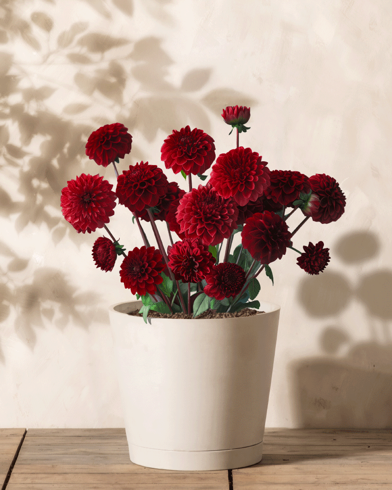 Ein weißer Topf enthält leuchtende Dahlien (dunkelrot) in voller Blüte, deren satte Farben vor einer hellen Wand hervorstechen. Weiche Schatten und Licht verstärken die Ruhe, während die tiefen Farben der Blüten einen Kontrast zum schlichten Hintergrund bilden.