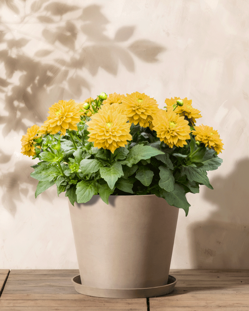 Ein beiger Blumentopf mit Dahlien (gelb) und grünen Blättern steht auf einer Holzoberfläche, wirft sanfte Schatten auf die helle Wand und verstärkt mit seinen leuchtenden Blüten die ruhige, natürliche Atmosphäre.