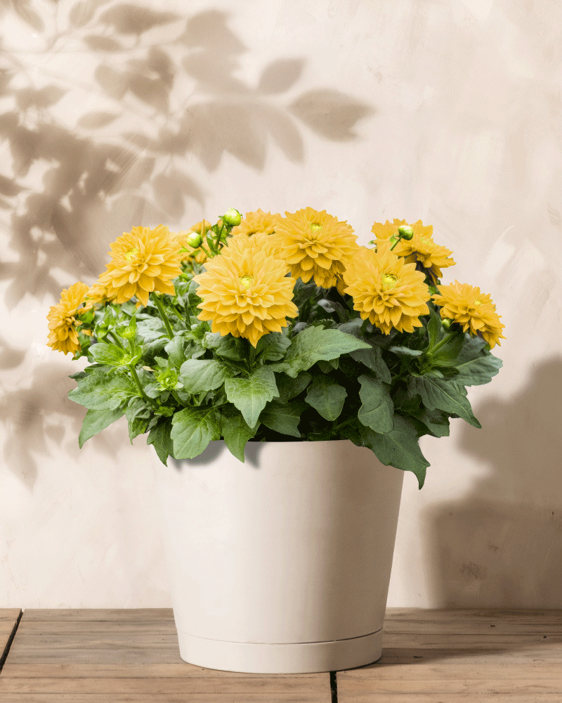 Ein weißer Topf mit leuchtend gelben Dahlien und üppigen grünen Blättern steht auf einer Holzoberfläche. Sanfte Schatten auf einer hellen Wand im Hintergrund vermitteln Ruhe und erinnern an blühende Blumen in ruhigen Ecken der Natur.
