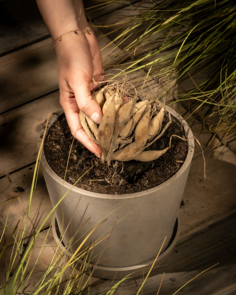Eine Hand legt eine getrocknete, braune Stern-Dahlienknolle (weiß) mit verdrehten Wurzeln in einen runden beigen Topf mit Erde, umgeben von grünen Blättern auf Holzbrettern – bereit, atemberaubende weiße Blüten zu nähren.
