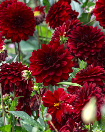 Eine Gruppe leuchtend roter Dahlien (dunkelrot) steht in voller Blüte, umgeben von üppigen grünen Blättern. Mehrere Blütenknospen bereichern mit ihren tiefroten Blüten die üppige, natürliche Umgebung.